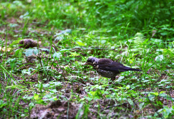 The chick of the thrush, Fieldfare.