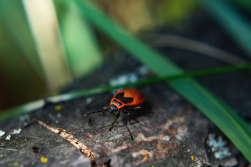 red Bug-soldier