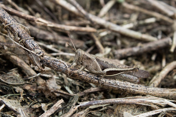 Insecto Saltamontes