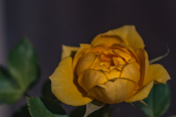 Yellow Rose