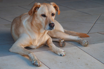 Labrador