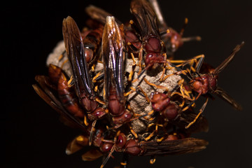 Insecto Avispa Roja