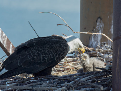 Bald Eagle Mother Feeding Chick