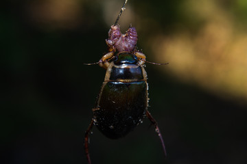 Beetle swimmer grabbed the worm on the hook
