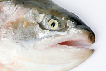 Cut Cleaned Salmon Trout Fish Head half