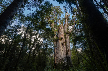 Kauribaum in Neuseeland