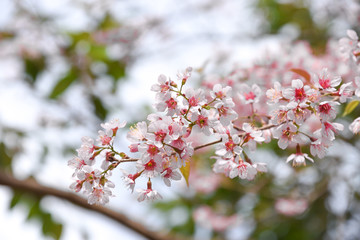 Flowers of the cherry blossoms on a spring day, Pink sakura flower, Himalayan cherry blossom, soft focus