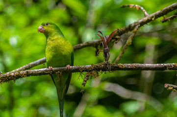 Periquito-Rico, Brotogeris Tiririca