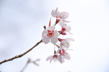 Flowers of the cherry blossoms on a spring day, Pink sakura flower, Himalayan cherry blossom, soft focus