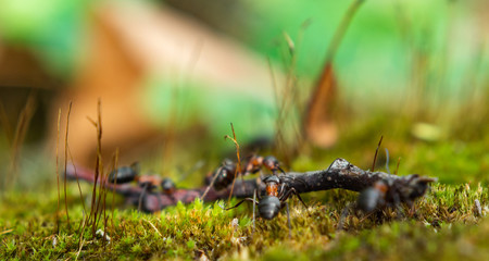 Hardworking ants carry twigs