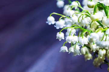 Lilly of the valley flowers close up on dark bokeh background