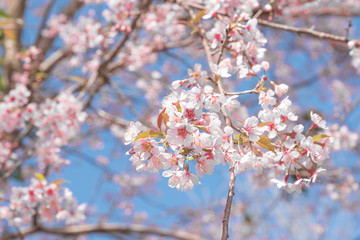 Flowers of the cherry blossoms on a spring day, Pink sakura flower, Himalayan cherry blossom, soft focus