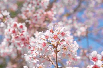 Flowers of the cherry blossoms on a spring day, Pink sakura flower, Himalayan cherry blossom, soft focus