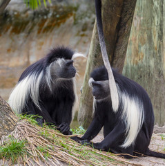 Obraz premium Black and White Monkeys eating near Water
