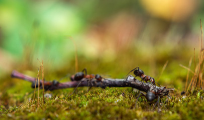 Hardworking ants carry twigs