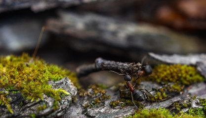 Hardworking ants carry twigs