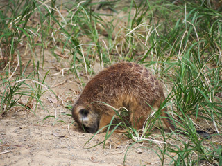 Meerkat foraging for Food