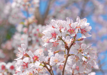 Obraz premium Flowers of the cherry blossoms on a spring day, Pink sakura flower, Himalayan cherry blossom, soft focus