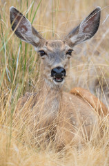 Mule Deer