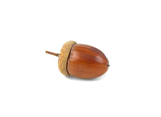acorn isolated on white background