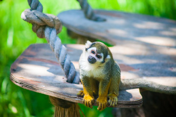 Funny squirrel monkey