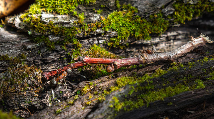 Hardworking ants carry twigs