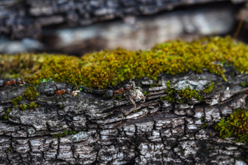 Ant carrying a spider