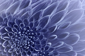 Floral  blue background. Flowers  dahlias close-up.  Flowers composition. Nature.
