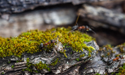 Ant carrying a spider