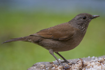 Brown Bird