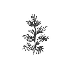 leaf isolated on white background, vector illustration