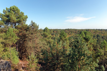 Fototapeta na wymiar Trois pignons forest in the French Gâtinais regional nature park