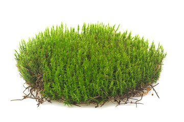 moss isolated on white background