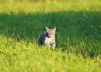 Naklejka na ściany i meble striped cat is running rapidly on the green grass in the spring bright Sunny meadow