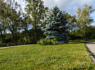 Blue spruce