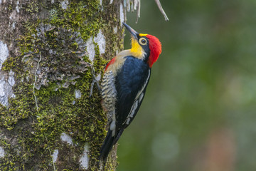 Benedito-da-testa-amarela(Melanerpes flavifrons)