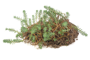 forest moss on the ground isolated on white background