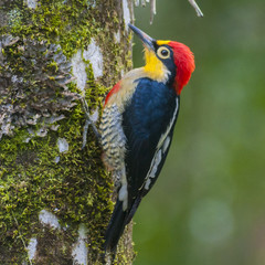 Benedito-da-testa-amarela(Melanerpes flavifrons)