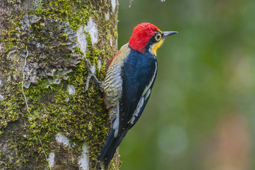 Benedito-da-testa-amarela(Melanerpes flavifrons)