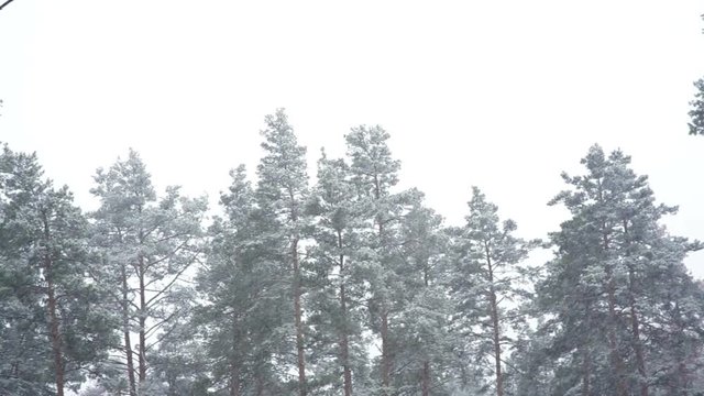 Snowfall in the forest park. Winter landscape in snow-covered blurred park. HD video