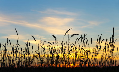 Summer evening landscape with reeds against the sunset background