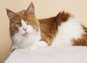 red adult cat breed Maine Coon