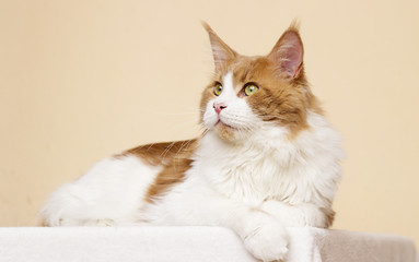 red adult cat breed Maine Coon