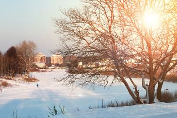 winter forest landscape sunlight and snow