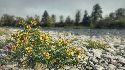 Fototapeta premium Riverbank Flowers