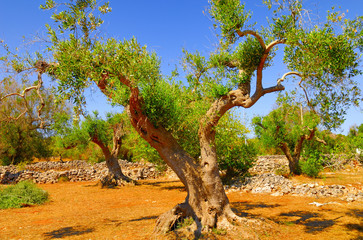 Ancient olive trees of Salento, Apulia, southern Italy
