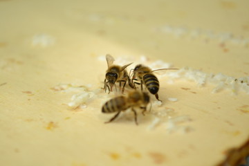 bee, honey, beeswax