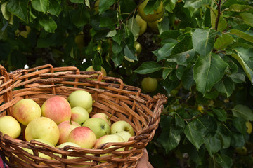 Delicious apples in a basket