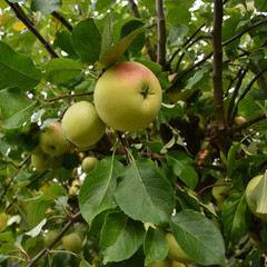 Growing yellow and red apples
