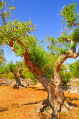 Ancient olive trees of Salento, Apulia, southern Italy